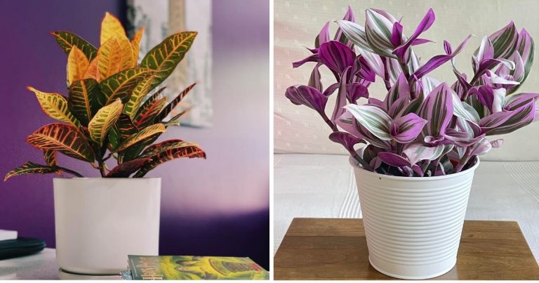 Most Colorful Houseplants You Will Love