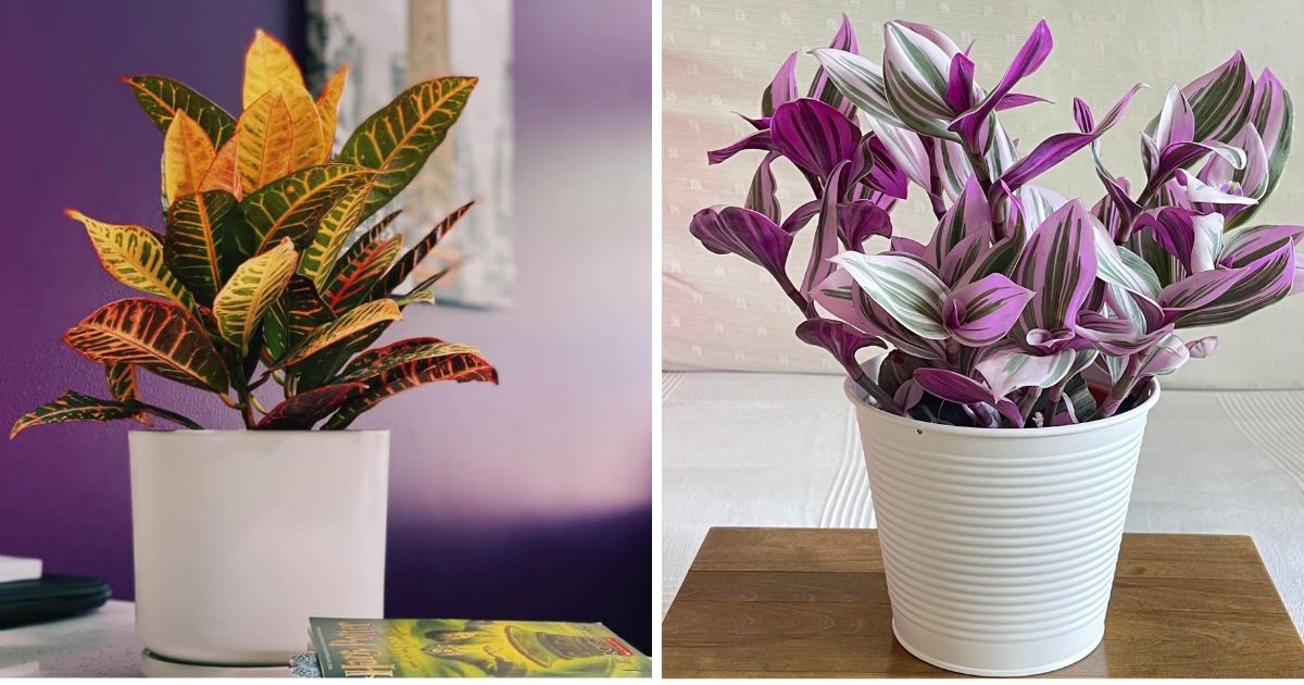 Most Colorful Houseplants You Will Love
