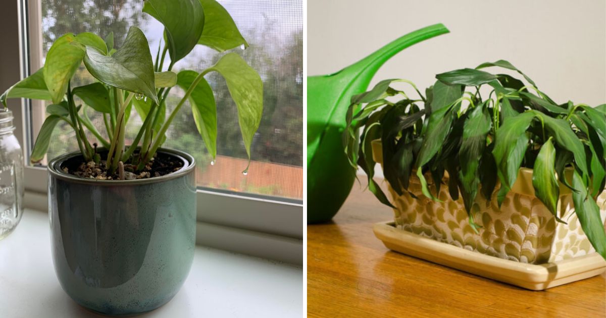 7 Most Common Houseplant Problems You Should Know To Keep Them Growing Healthy