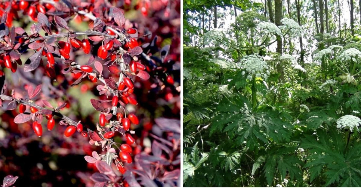 12 Most Invasive Plant Species