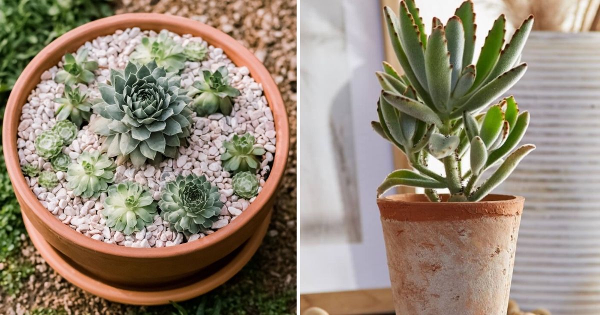 10 Most Popular Indoor Succulent Varieties