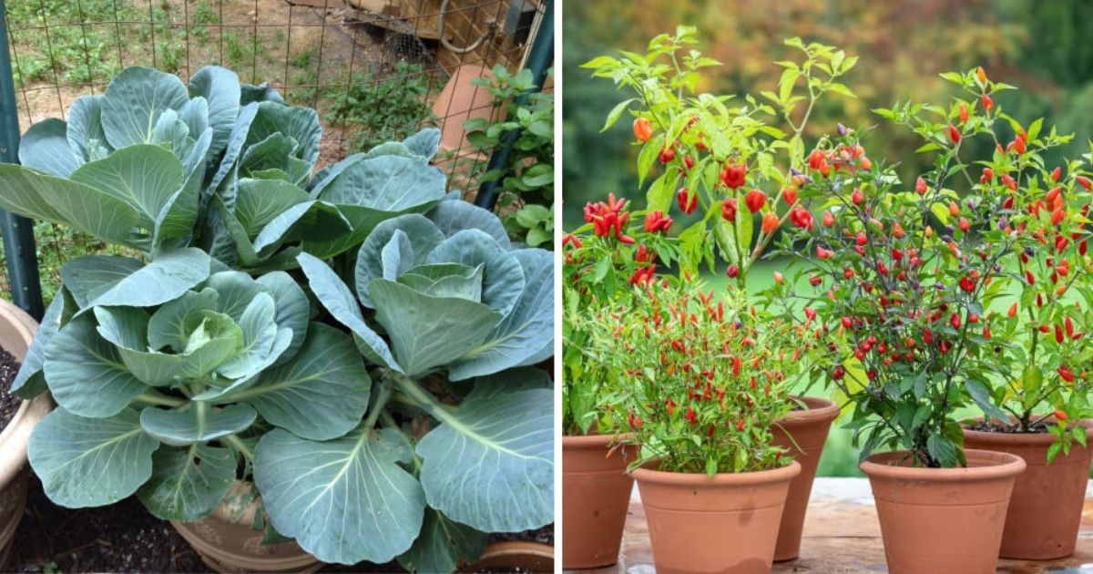 15 Most Productive Vegetables For Pot And Container Gardens