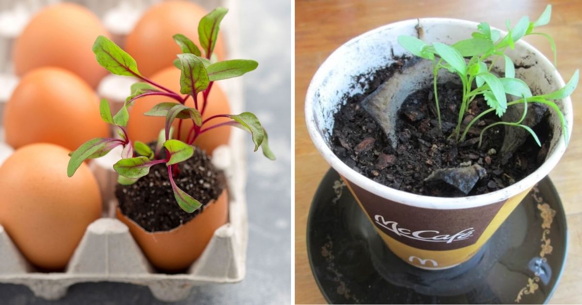 Natural And Biodegradable Seed Starter Pot Ideas You Can Find Around The Home