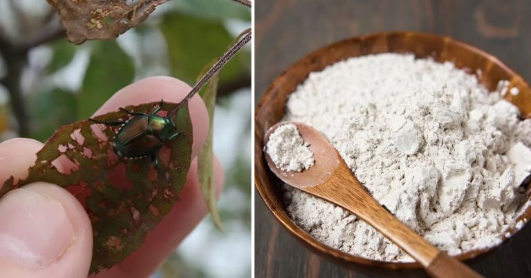 9 Natural Ways To Repel Japanese Beetles From The Garden