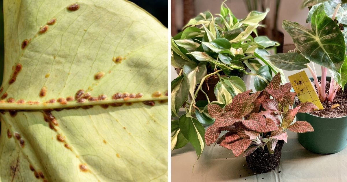 10 Neem Oil Uses For Houseplants