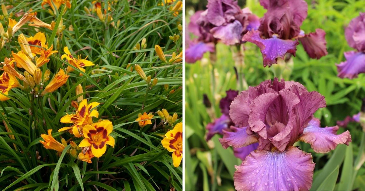 10 Perennial Flowers That Should Be Cut Back In Fall Season