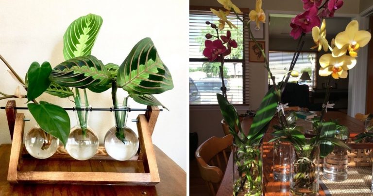 Pet-Safe Indoor Plants That Grow Well In Water Environment