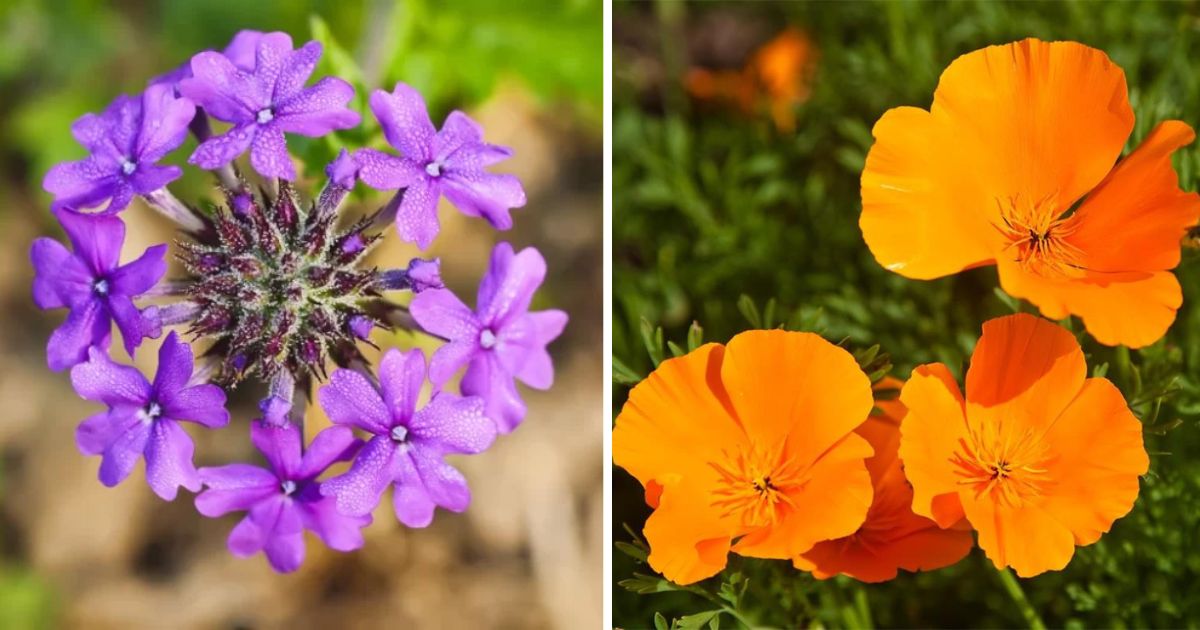 14 Plants And Flowers For A Mailbox Garden Design