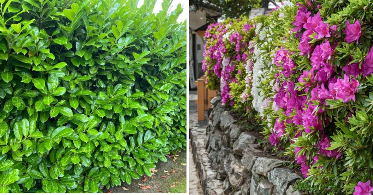 18 Plants For Living Privacy Screens With A Lush Green Look