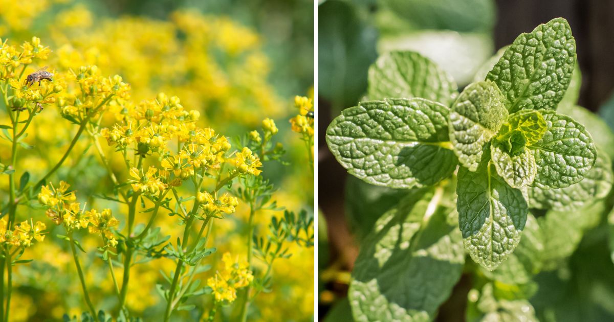 13 Plants That Can Get Rid Of Ants Around Your Home