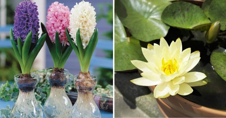 19 Plants That Can Grow Well In Indoor Water Garden