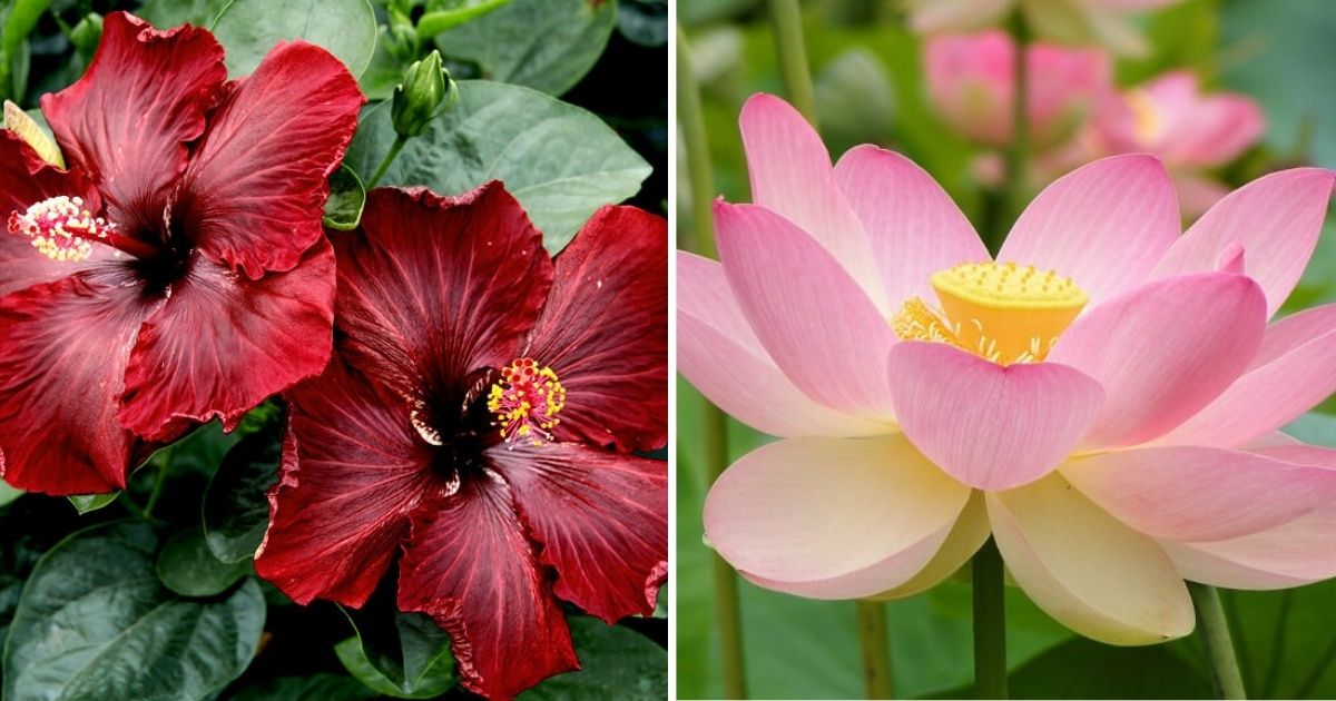 15 Plants That Displays Biggest Blooms You Will Love Grow In The Garden