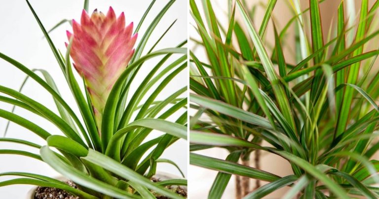 7 Plants That Have Leaves Look Like Spider Plants
