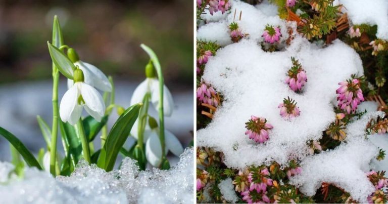 10 Plants That Open Beautiful Flowers In Winter