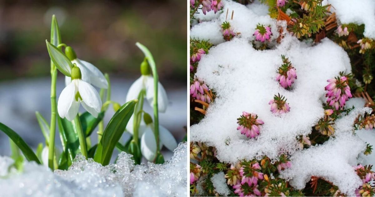 10 Plants That Open Beautiful Flowers In Winter