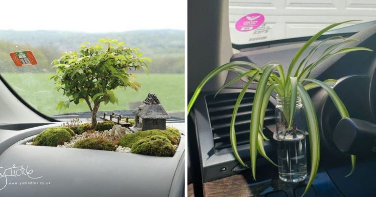 9 Plants That You Can Grow In Your Car