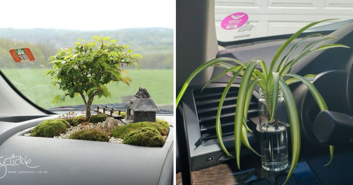 9 Plants That You Can Grow In Your Car