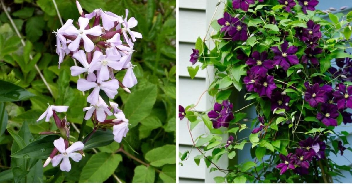 6 Plants That You Can Use As Soap