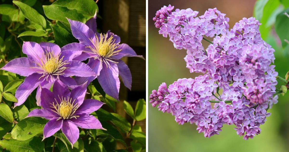 10 Plants To Grow In The Garden With Alkaline Soil