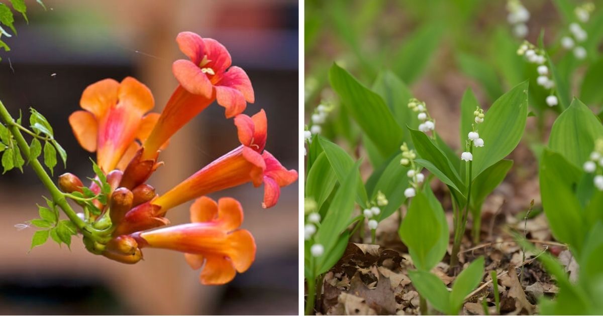 10 Plants To Grow On Moisture Soil