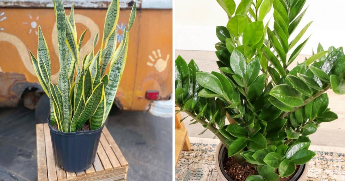 5 Plants To Help You Have A Green Thumb Without Any Effort