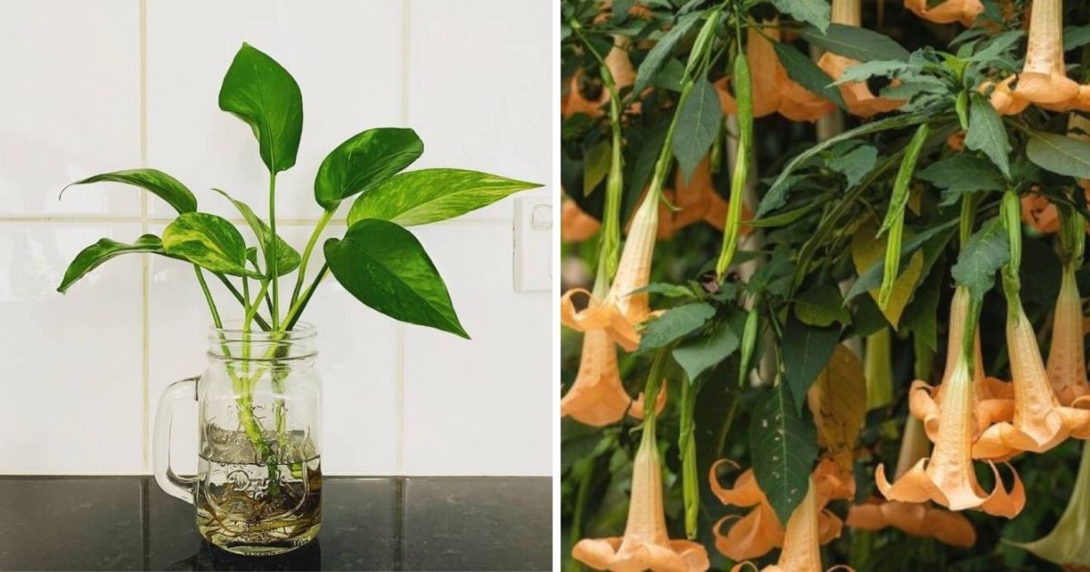 10 Plants To Propagate Easily In Water Without Needing Soil