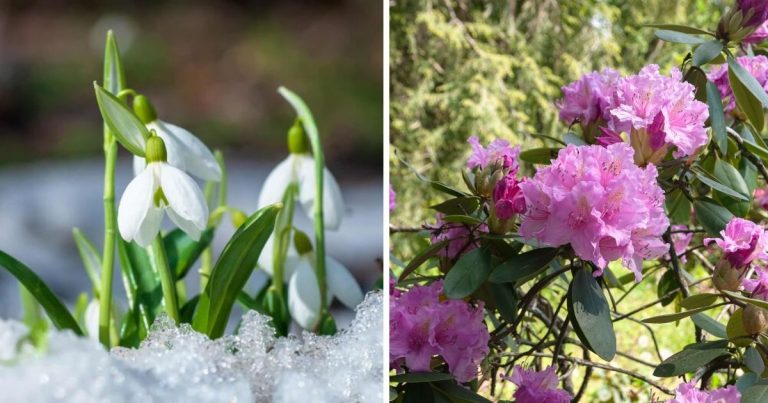 30 Poisonous Flowers That You Need To Know