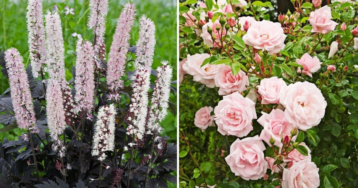 15 Popular Bushes With Pink Flowers To Grow In Yard