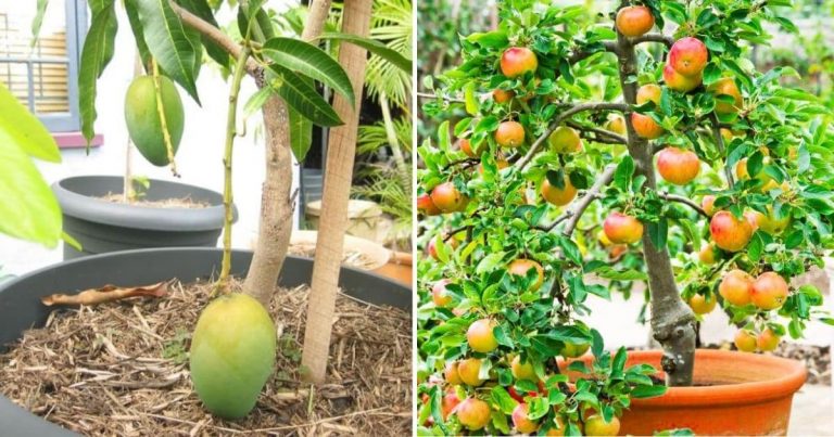 15 Popular Dwarf Fruit Varieties You Can Grow Easily In Containers
