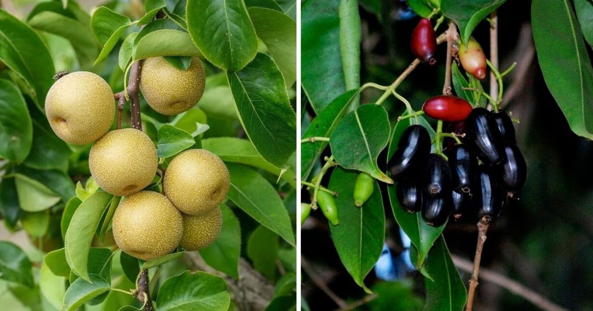 10 Popular Fruit Trees That Can Tolerate Drought
