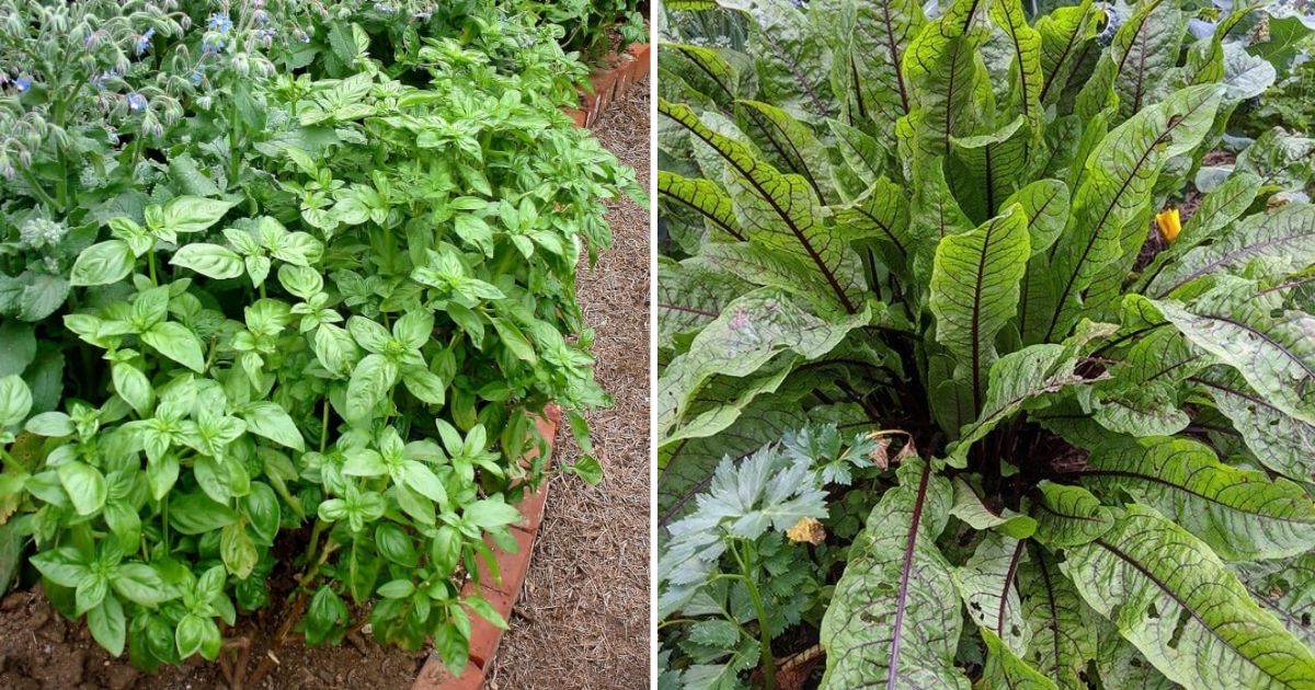 13 Popular Herbs That Actually Grow Best In Shade