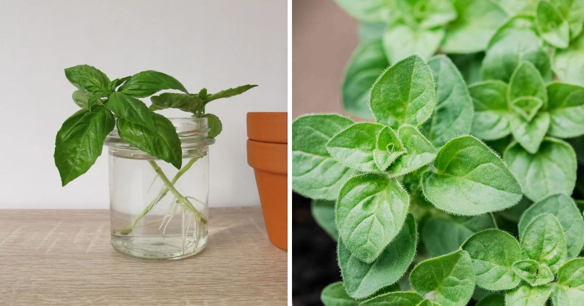 7 Popular Herbs You Can Grow in Water Pots