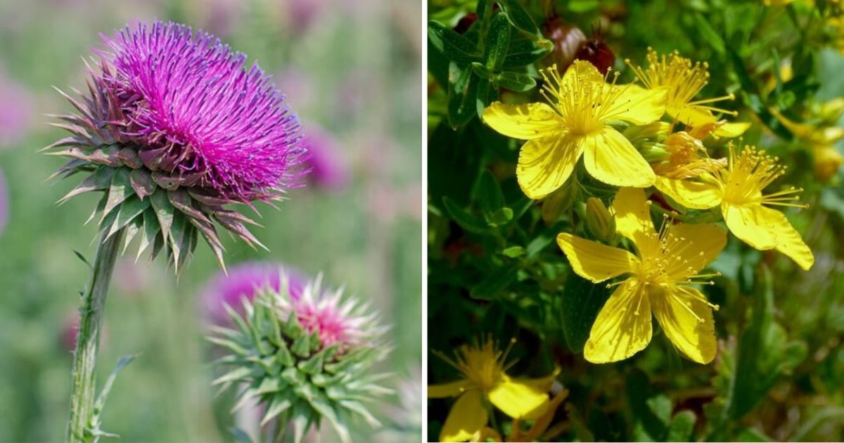 12 Popular Medicinal Plants You Can Grow Easily In The Garden