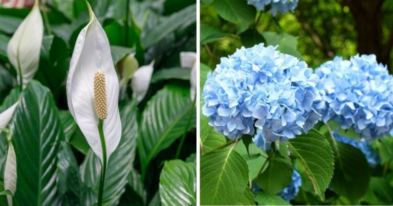 11 Popular Types of Funeral Flowers