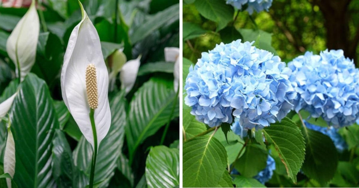 11 Popular Types of Funeral Flowers