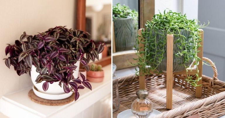 11 Prettiest Indoor Vining Plants