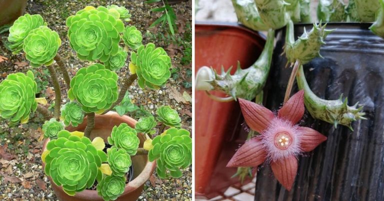 30 Pretty Flowering Succulents To Grow For The Next Gardening Project