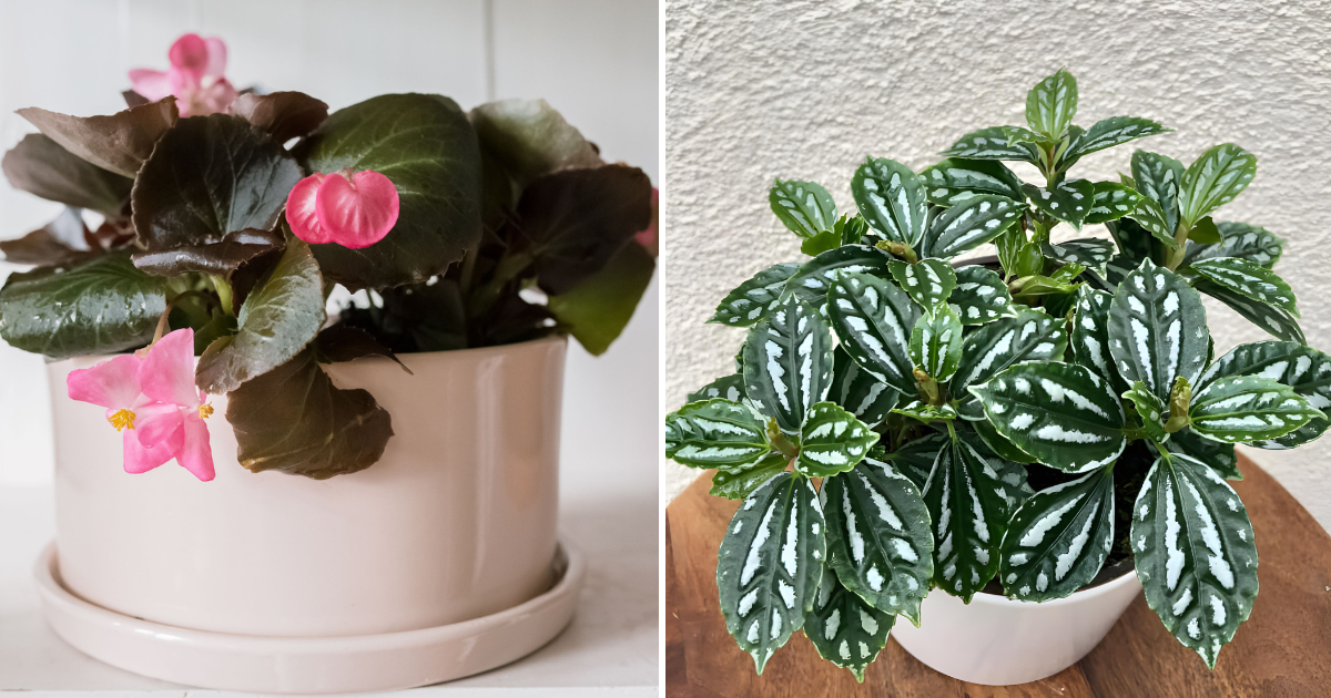 12 Pretty Indoor Plants That Grow In Medium Light Conditions