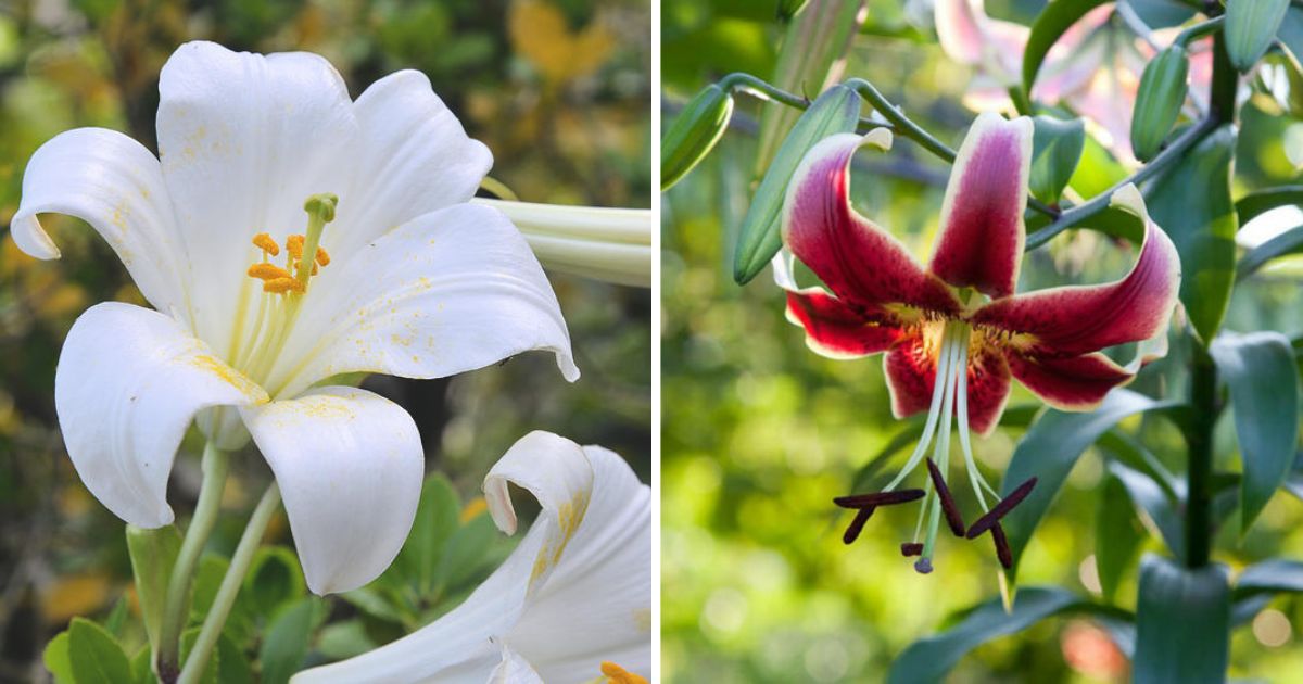 15 Pretty Lilies Varieties To Grow For A Beautiful Garden
