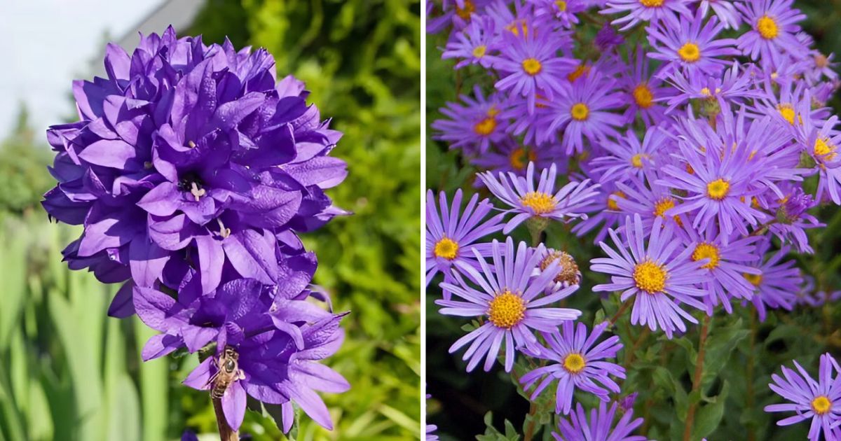 25 Purple Flower Types To Grow In Garden, Pots and Planters