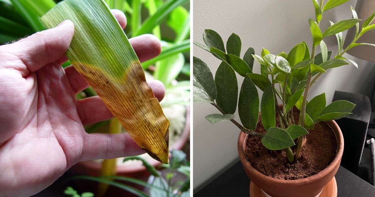 8 Signs That Your Indoor Plants Require More Sunlight