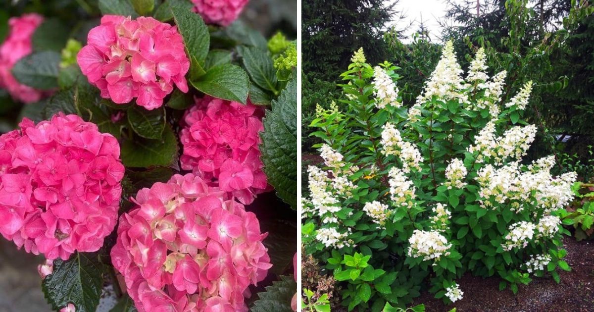 5 Small Hydrangea Varieties For Limited Gardens