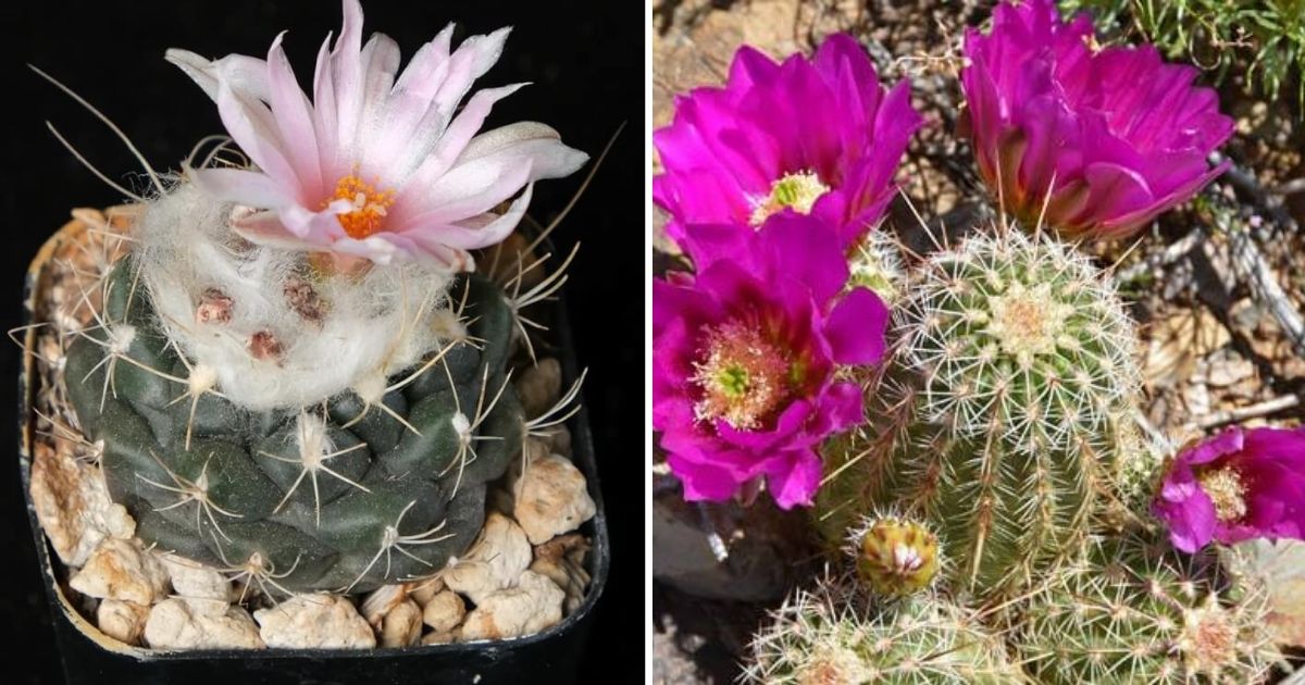 18 Strange Cactus Plants That You Can Grow