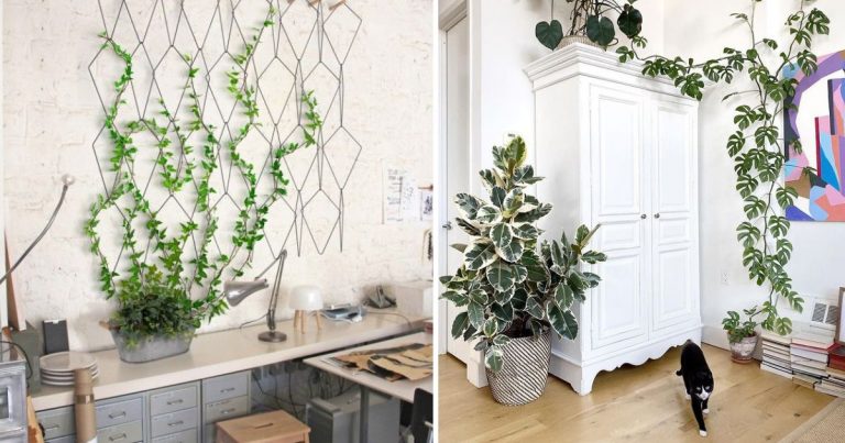 20 Stunning Indoor Climbing Plant Ideas