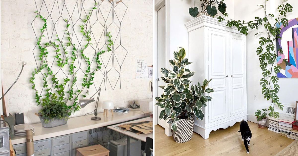 20 Stunning Indoor Climbing Plant Ideas
