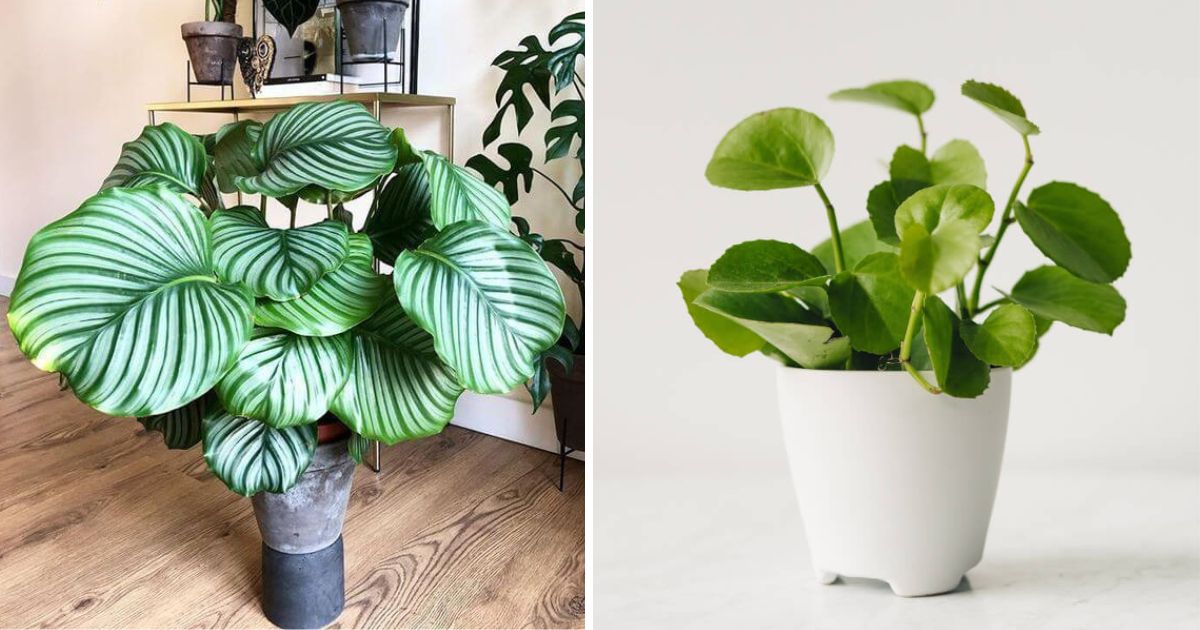12 Stunning Indoor Plants That Have Round Leaves