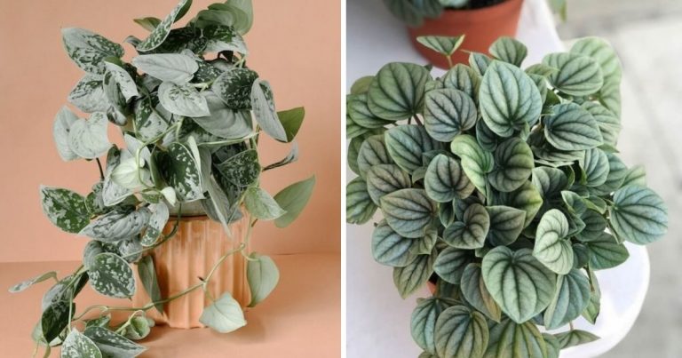 5 Stunning Indoor Plants with Silver Foliage