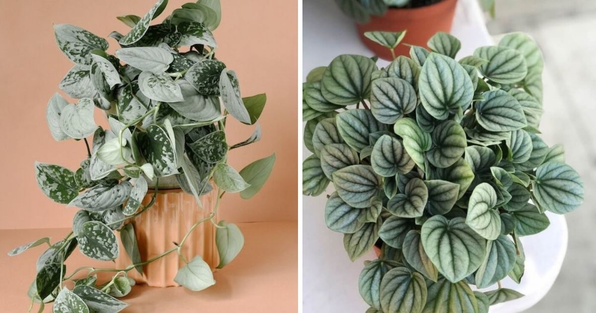 5 Stunning Indoor Plants with Silver Foliage