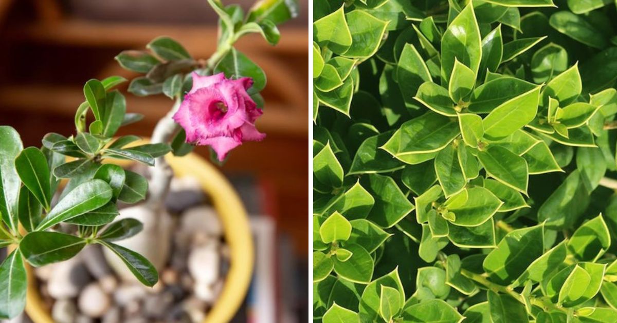 12 Stunning Plants With Waxy Leaves
