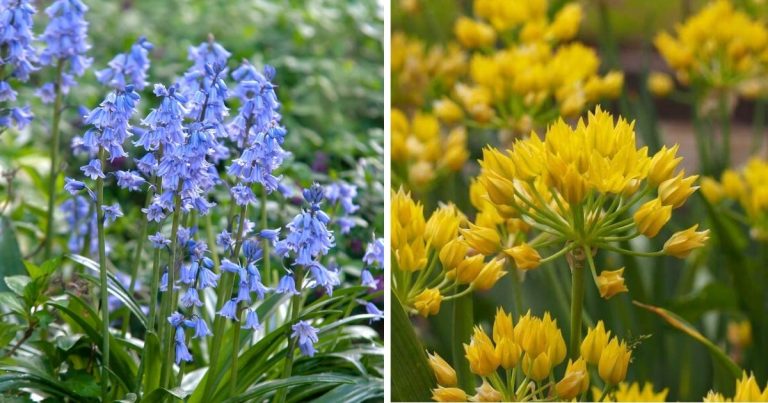 11 Stunning Spring Flowering Bulb To Grow In The Garden